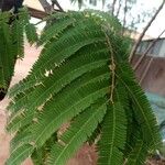 Parkia biglobosa ഇല