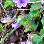 Viola riviniana Blüte