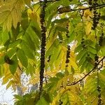 Pterocarya stenoptera Плод