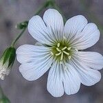 Cerastium alpinum Flower