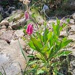 Digitalis thapsiFlower