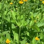 Arnica chamissonis पत्ता