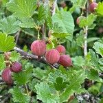 Ribes divaricatum Froito