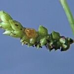 Echinochloa colonum Fruit