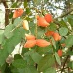 Cnestis ferruginea Fruit