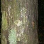 Oenocarpus bataua Bark