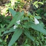 Pedicularis racemosa Bloem