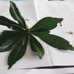 Chimaphila umbellata Leaf