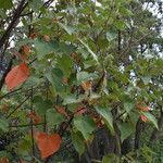 Croton urucurana Habit