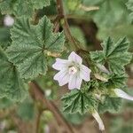 Malva neglecta Fula