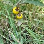 Solanum elaeagnifolium Fruct