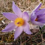 Pulsatilla grandis Flor