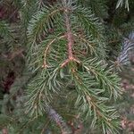 Picea omorika Hostoa