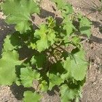 Xanthium orientale Leaf