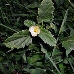 Rhynchosida physocalyx 整株植物