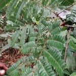 Pentaclethra macrophylla Hoja