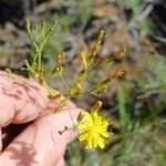 Sonchus leptocephalusVirág