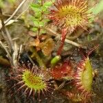 Drosera rotundifoliaLeaf