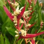 Heliconia psittacorum 花