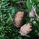 Abies koreana Plod