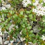 Kalmia buxifolia List