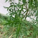 Artemisia biennis Leht