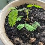 Mimosa pudica Φύλλο