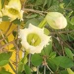 Solandra maxima Цветок