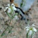 Silene douglasii Habit