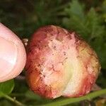 Quercus pubescens Autre