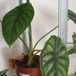 Alocasia baginda Лист