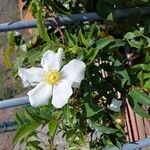 Rosa laevigata Λουλούδι