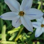 Ipheion uniflorum Flor