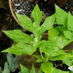 Dorstenia contrajerva Leaf