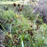 Scirpus atrovirens Fula