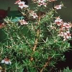 Leptospermum scoparium Hábito