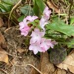 Epigaea repens Flower