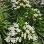 Echium decaisnei Flower