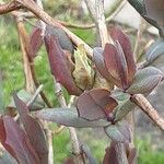 Lonicera implexa Lapas