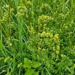 Galium × pomeranicum Flower