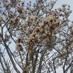 Tabebuia roseoalba Blomma