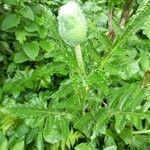 Papaver orientaleपत्ता