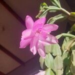Schlumbergera russelliana Floare