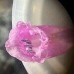 Gladiolus hirsutus 花