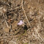 Thysanotus chinensisVirág