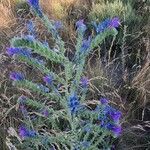 Echium vulgareFloro