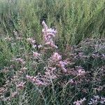 Limonium vulgare Leaf