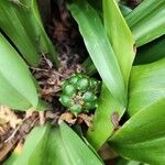 Rohdea japonica Frucht