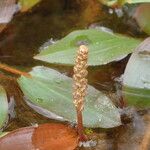 Potamogeton polygonifolius Fruto