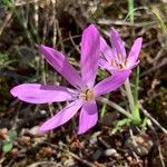 Colchicum cupanii Blodyn